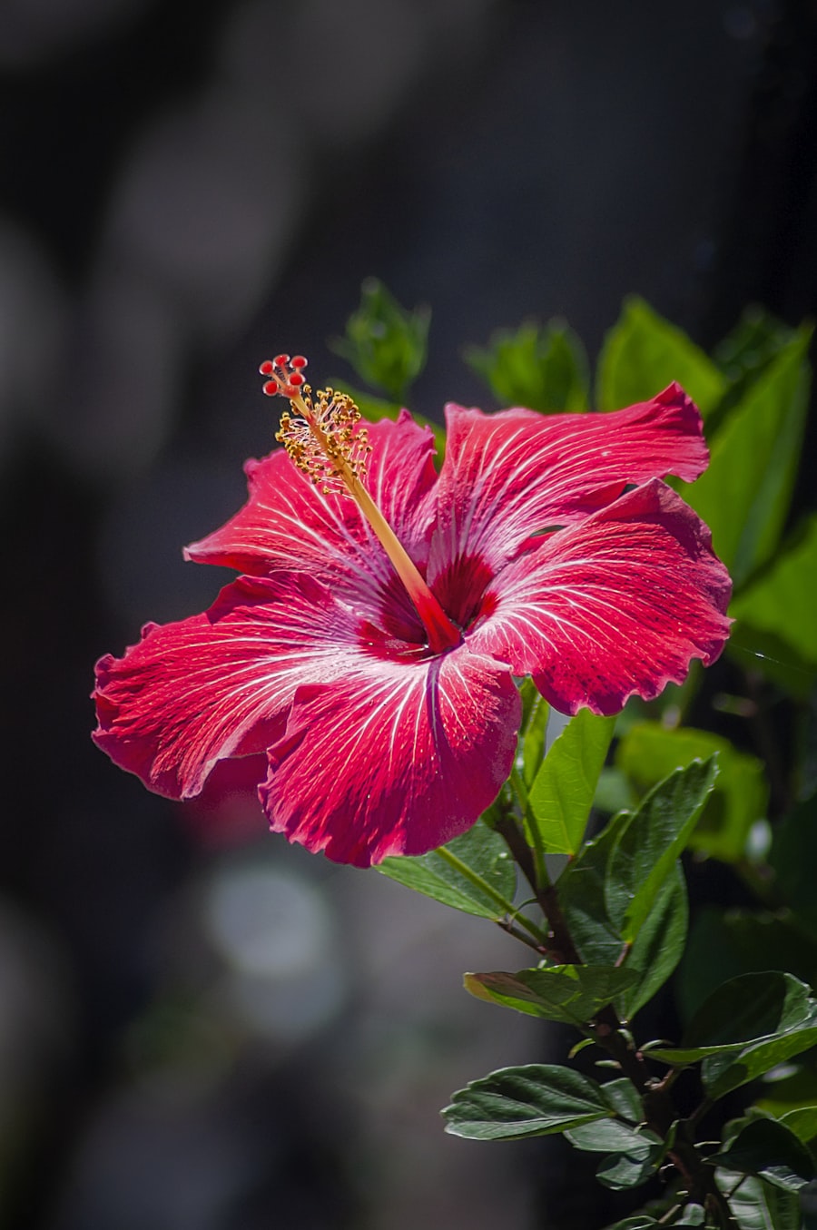 A red hibiscus in bloom