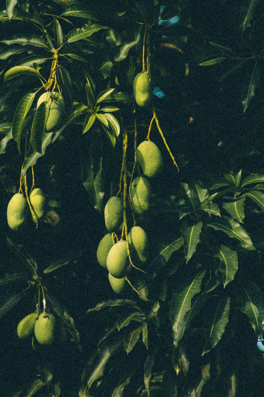 Mangoes on a grafted fruit tree