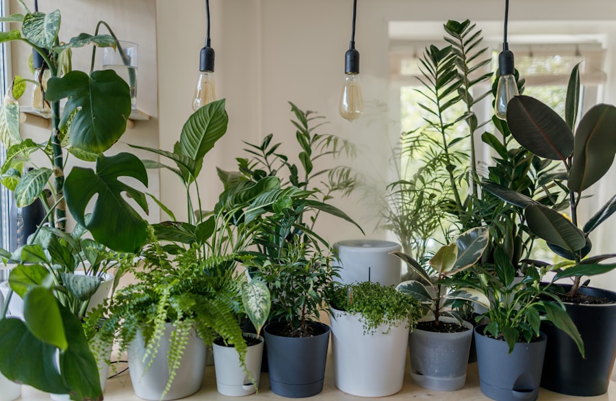 Leafy indoor plants in pots