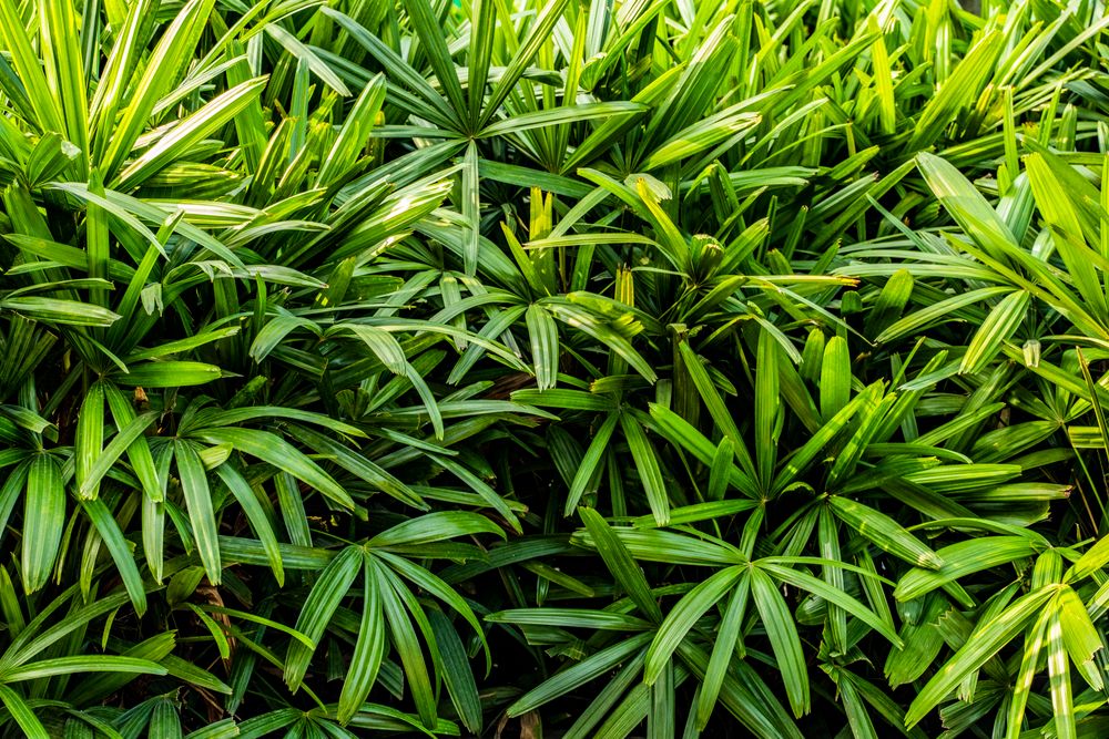 Lush tropical foliage
