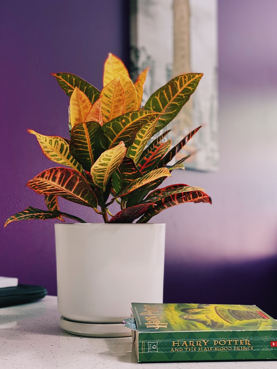 A croton with variegated leaves
