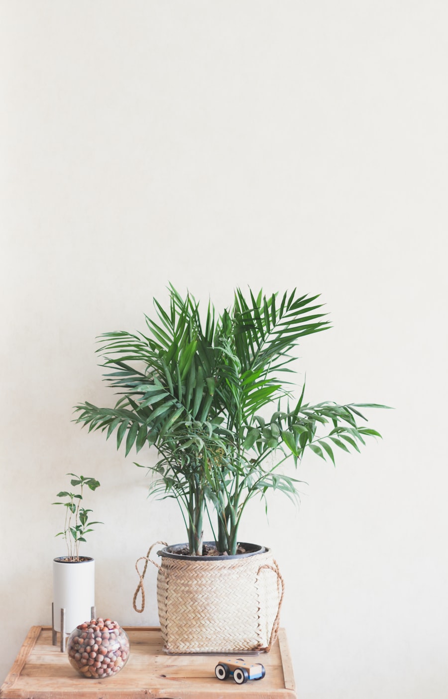An areca palm in a basket