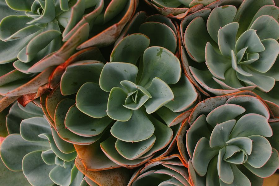 Rosette succulents