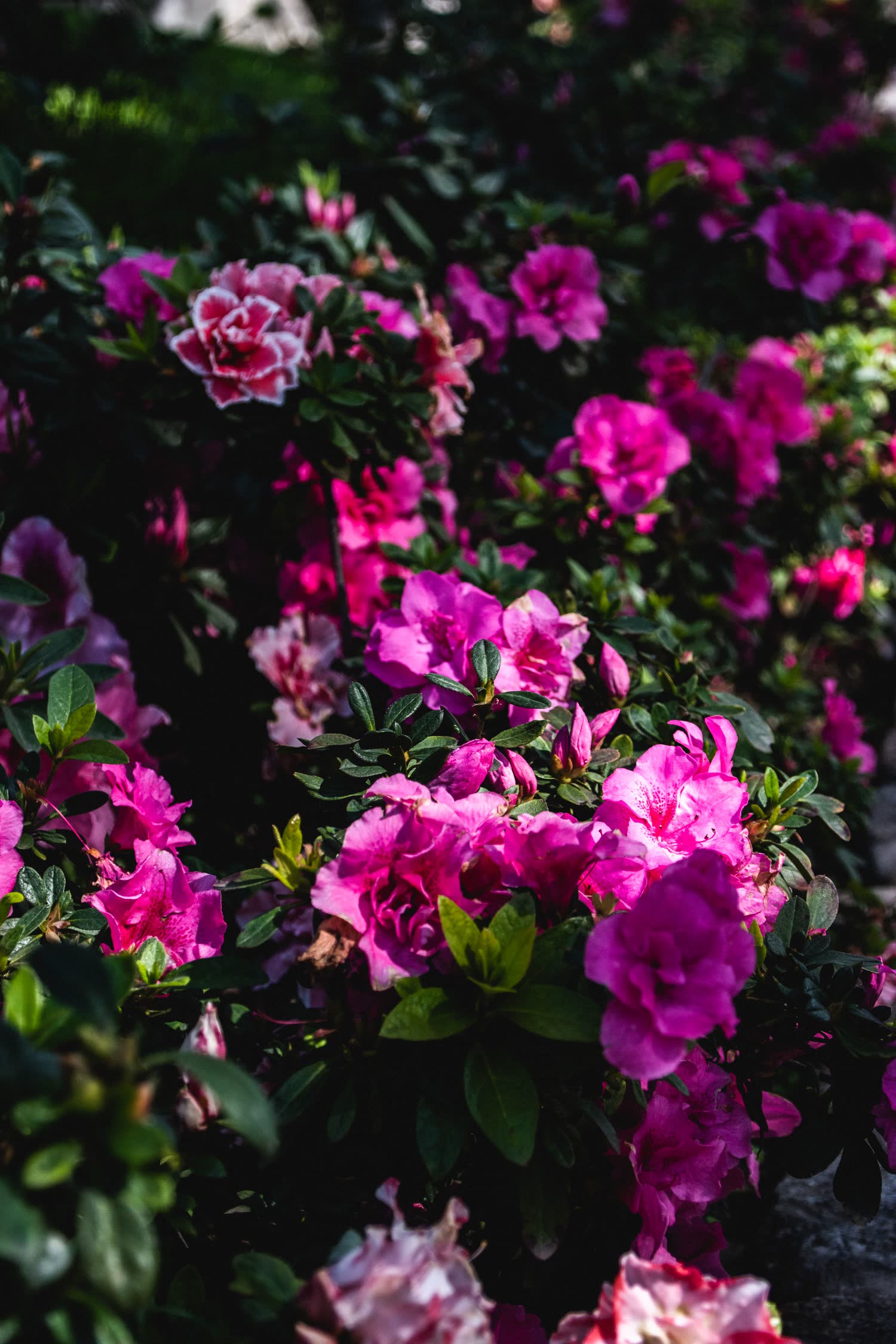 Flowering plant