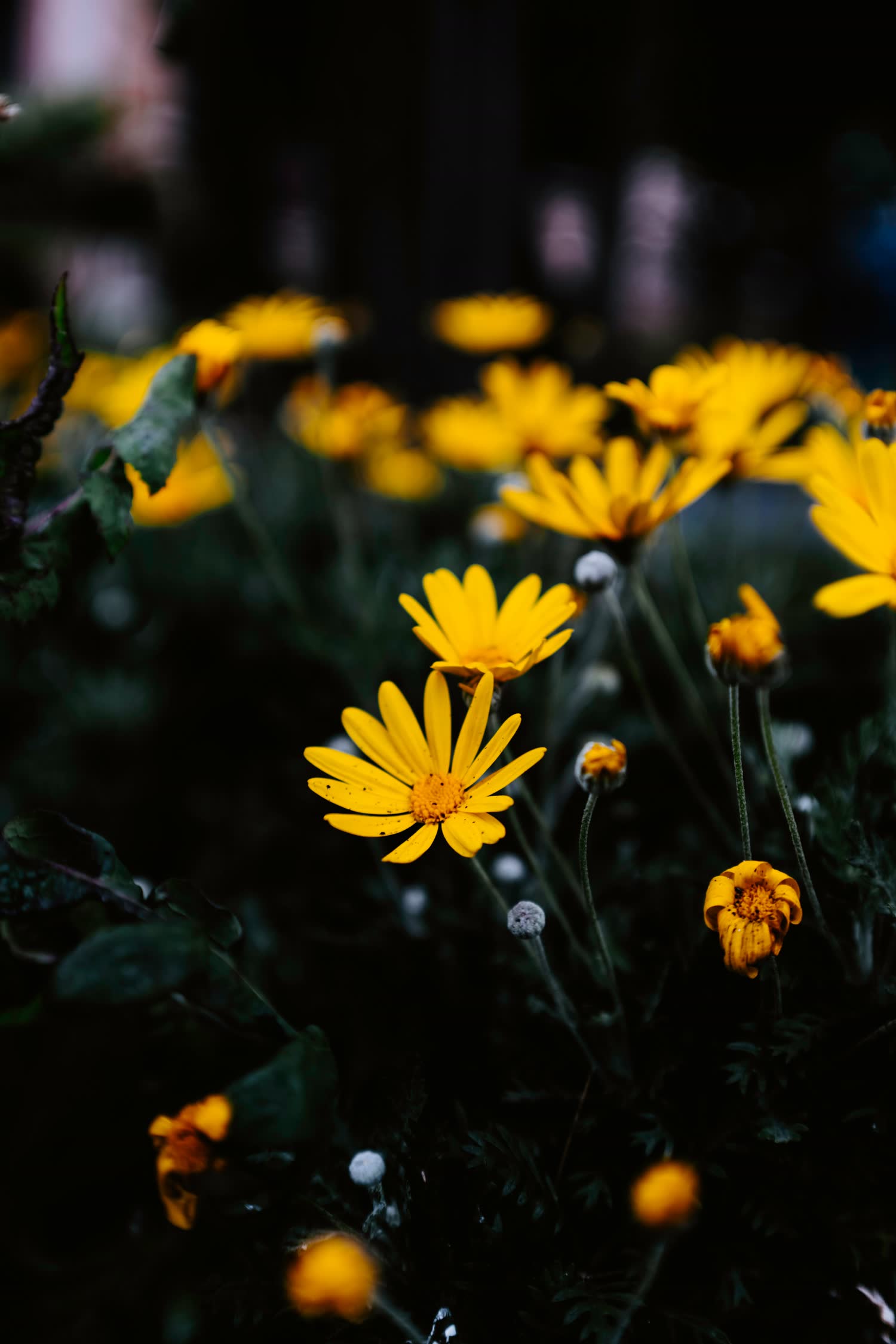 Flowering plant