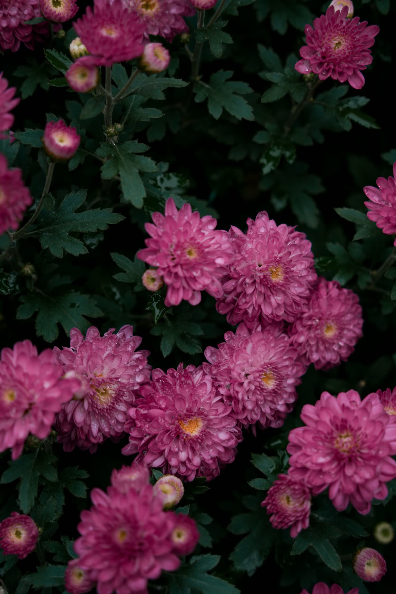 Flowering plant