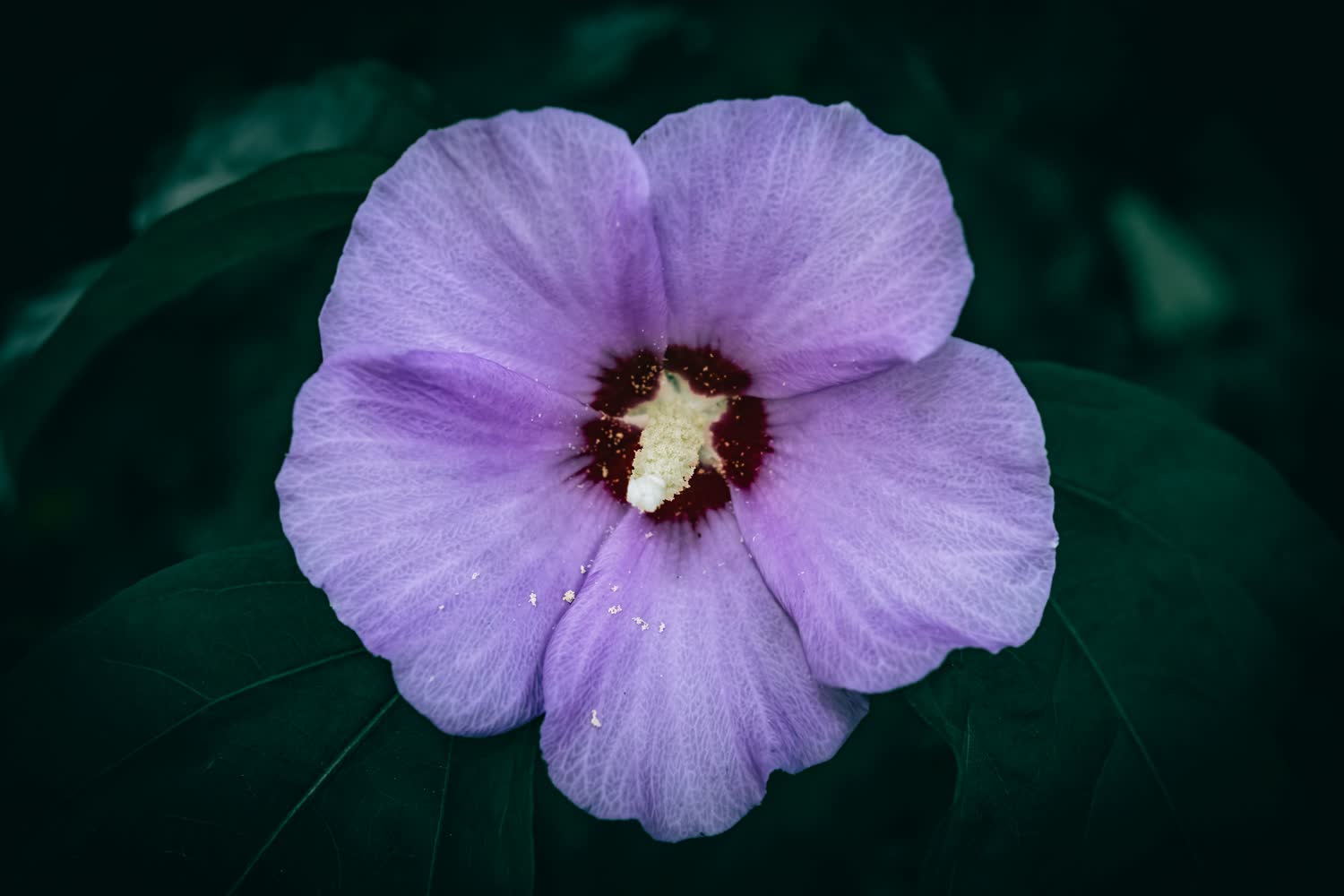 Flowering plant