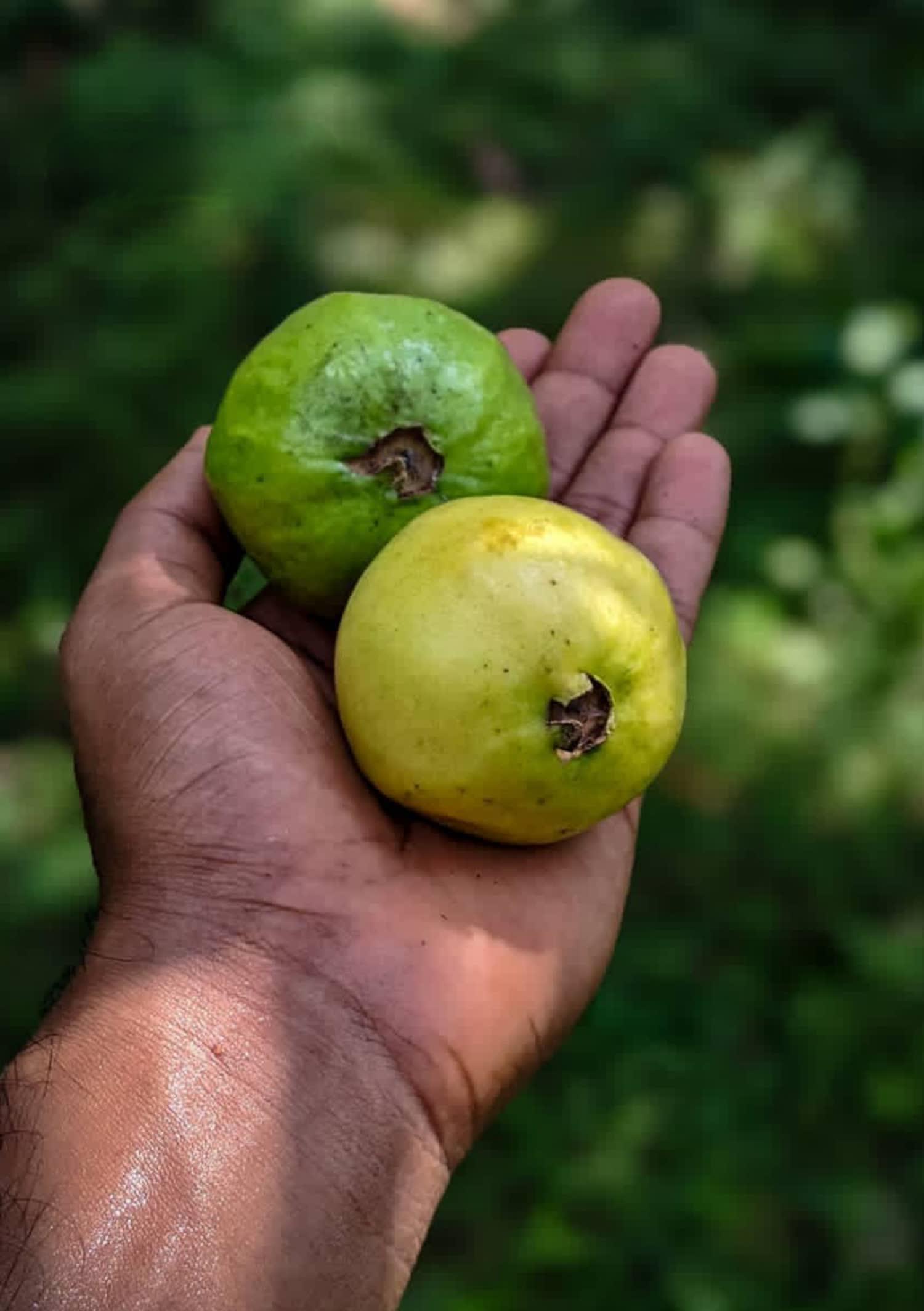 Guava