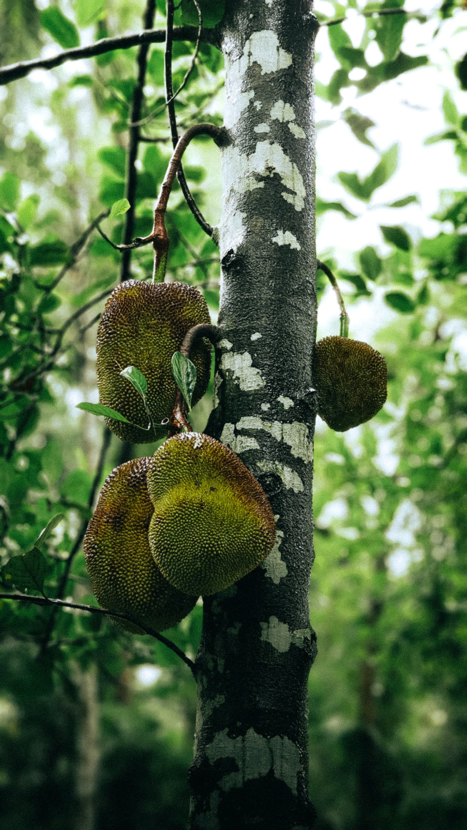 Jackfruit