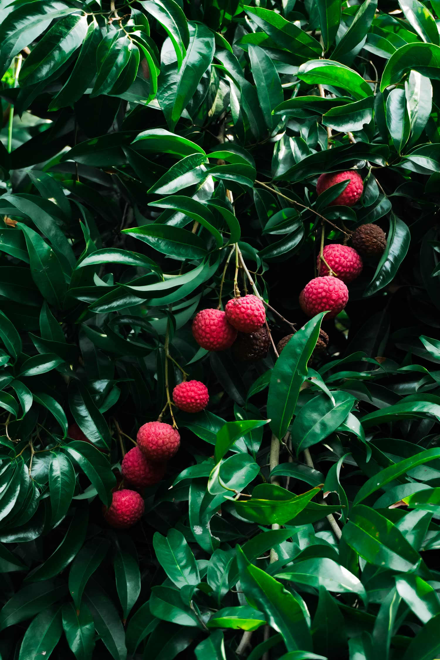 Litchi